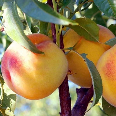 Персики в Брянске