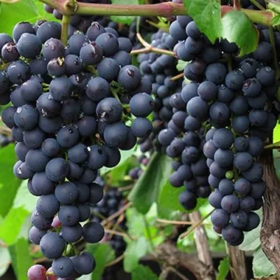 Виноград ПАМЯТИ ДОМБКОВСКОЙ в Брянске