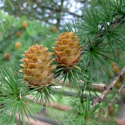 Лиственница КЕМПФЕРА в Брянске