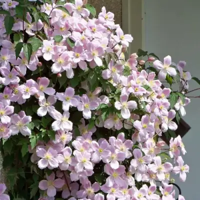 Клематис ГОРНЫЙ в Брянске