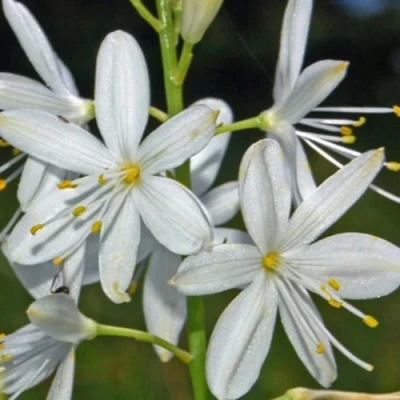 Венечник ветвистый в Брянске