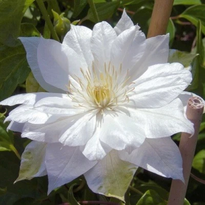 Клематис ДАЧЕСС ОФ ЭДИНБУРГ в Брянске