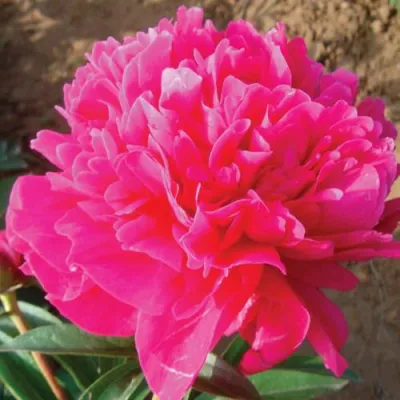 Пион РУБИНОВЫЙ СВЕТ травянистый в Брянске