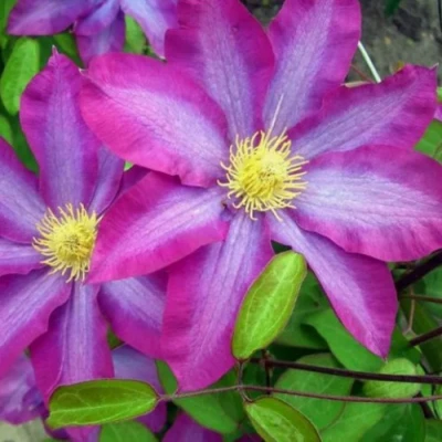 Клематис КАКИО в Брянске