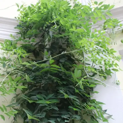 Глициния макростахия БЛЮ МУН в Брянске