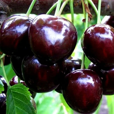 Вишня ШОКОЛАДНИЦА в Брянске