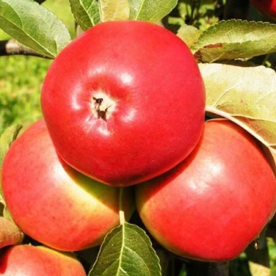 Яблоня СЯБРЫНА в Брянске