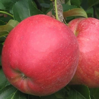 Яблоня РУБИН в Брянске