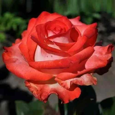 саженцы розы Блаш