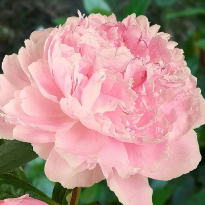 Пион САРА БЕРНАРД травянистый в Брянске