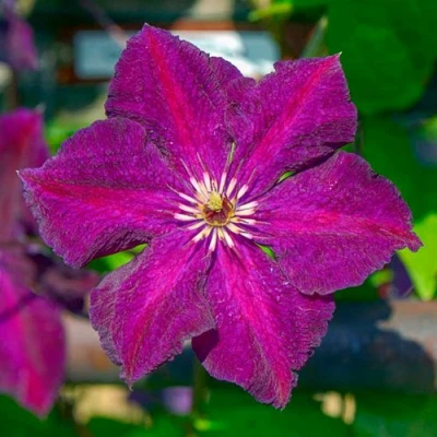 Клематис ГРЮНВАЛЬД в Брянске