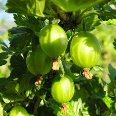 Крыжовник МАЛАХИТ в Брянске