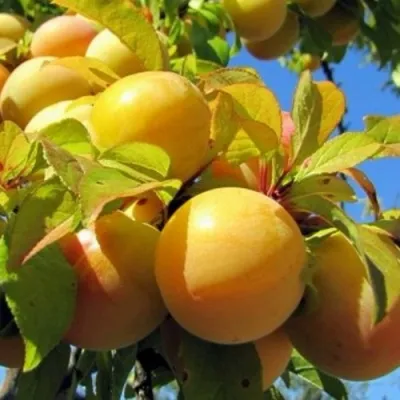 Слива МЕДОВАЯ ЖЁЛТАЯ в Брянске