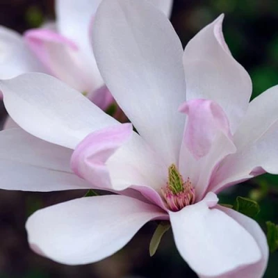 Магнолия ПИНКИ в Брянске