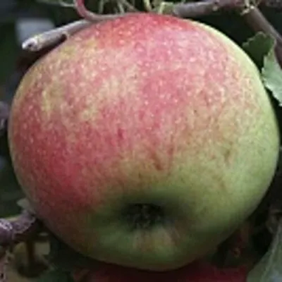 Яблоня СОКОЛОВСКОЕ стелющаяся в Брянске