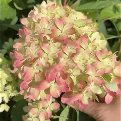 гортензия литтл лав