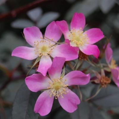 Саженцы роз сизая в Брянске