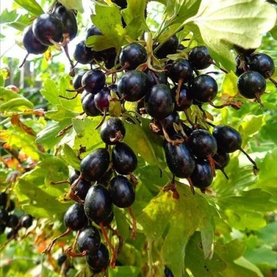 Смородина золотистая ОВАЛЬНАЯ в Брянске