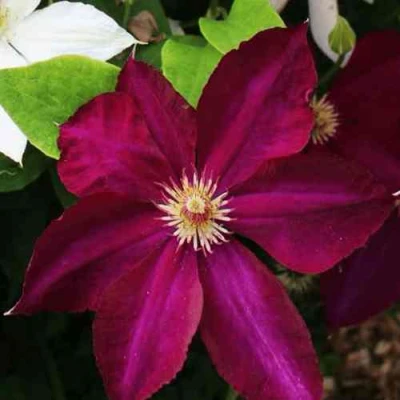 Клематис МАЗОВШЕ в Брянске