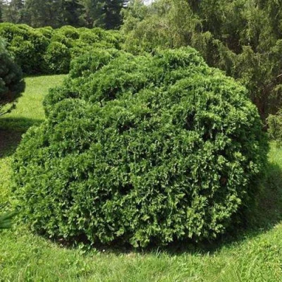 Туя УМБРАКУЛИФЕРА западная в Брянске