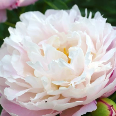 Пион ЛЕДИ АЛЕКСАНДРА ДАФФ травянистый в Брянске