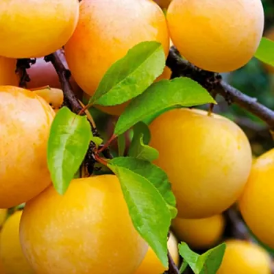 Слива МЕДОВАЯ ЖЁЛТАЯ в Брянске