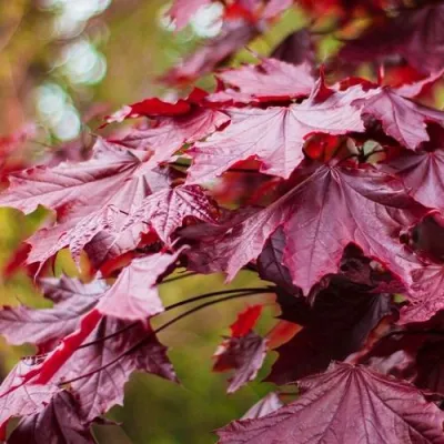 Клен РОЯЛ РЕД остролистный в Брянске