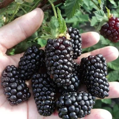 Ежевика ЛОХ НЕСС бесшипная в Брянске