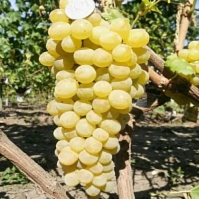 Виноград КИШМИШ ЗОЛОТЦЕ в Брянске