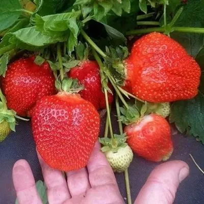 Клубника АЗИЯ в Брянске