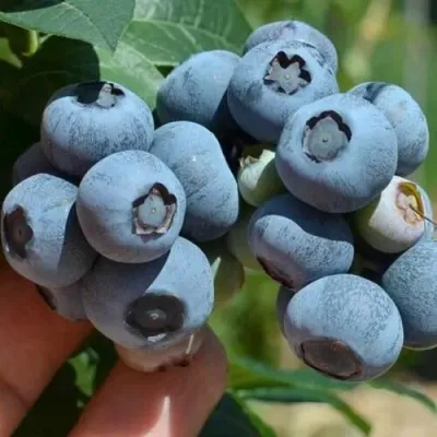 Голубика СИЕРРА в Брянске