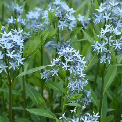 Амсония иволистная в Брянске