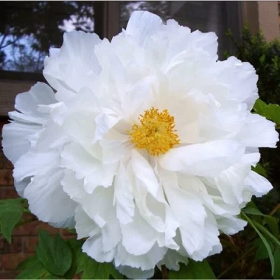 Пион БЕЛЫЙ НЕФРИТ древовидный в Брянске