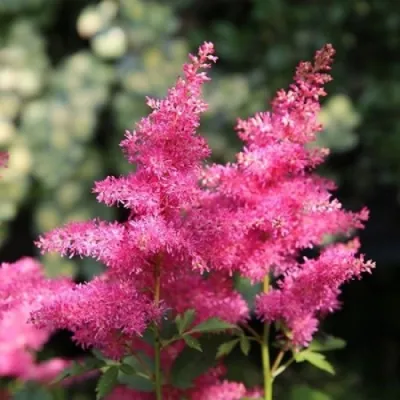 Астильба САННИ ДЕЙ гибридная в Брянске