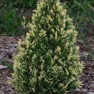 Туя БРАБАНТ ВАРИЕГАТТА западная в Брянске