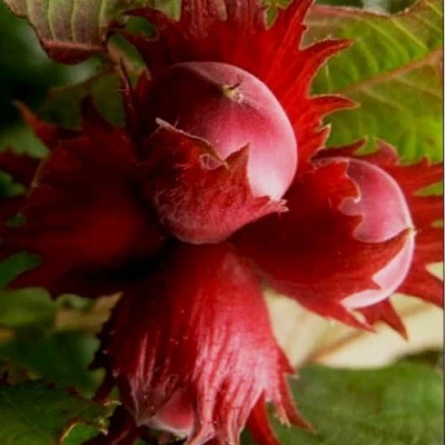 Фундук БАГРЯНЕЦ в Брянске