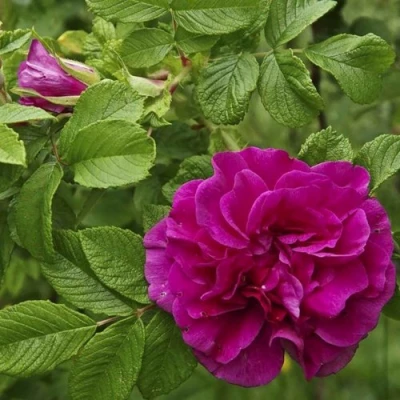 Шиповник ХАНСА в Брянске