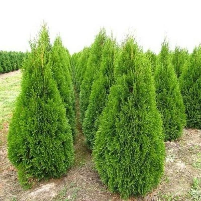 Туя СМАРАГД западная в Брянске