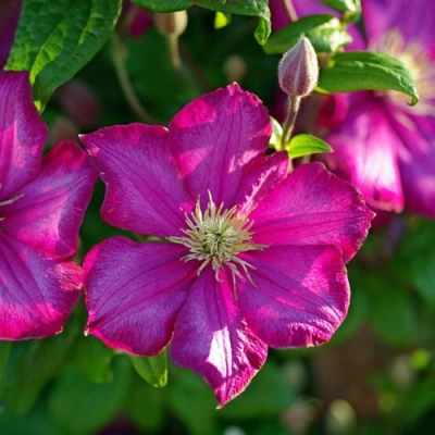 Клематис КАРМЕНСИТА в Брянске