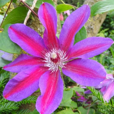 Клематис АКАИШИ в Брянске