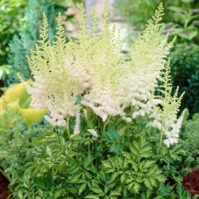 Астильба МИЛК ЭНД ХАНИ китайская в Брянске