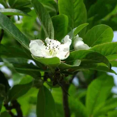 МУШМУЛА  в Брянске