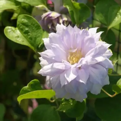 Клематис БЕЛЬ ОФ ВОРКИНГ в Брянске