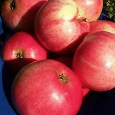 Яблоня СУЙСЛЕПСКОЕ (МАЛИНОВКА) в Брянске