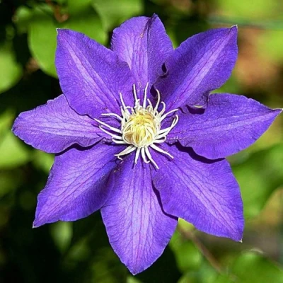 Клематис ЗЕ ПРЕЗИДЕНТ в Брянске