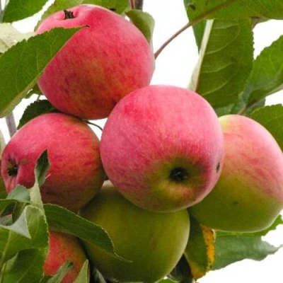 Яблоня МЕЧТА в Брянске