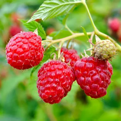 Малина РУБИФОЛ в Брянске