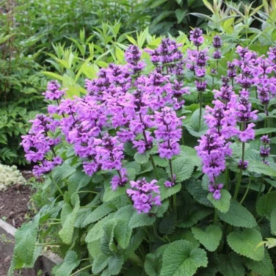 Буквица крупноцветковая в Брянске