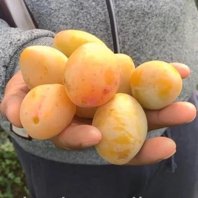 Слива ЯХОНТОВАЯ в Брянске