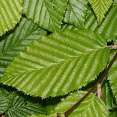 Граб японский в Брянске